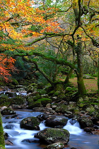 Осенний лес и ручей